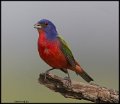 _6SB2677 painted bunting